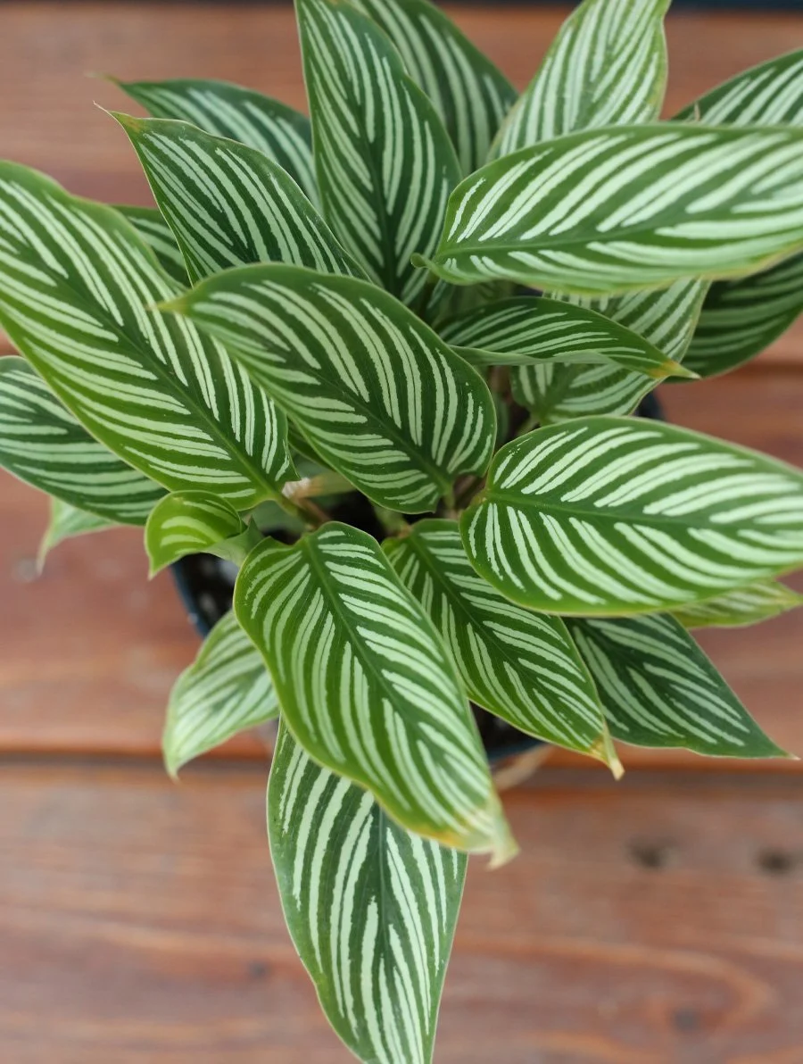 Calathea Vittata