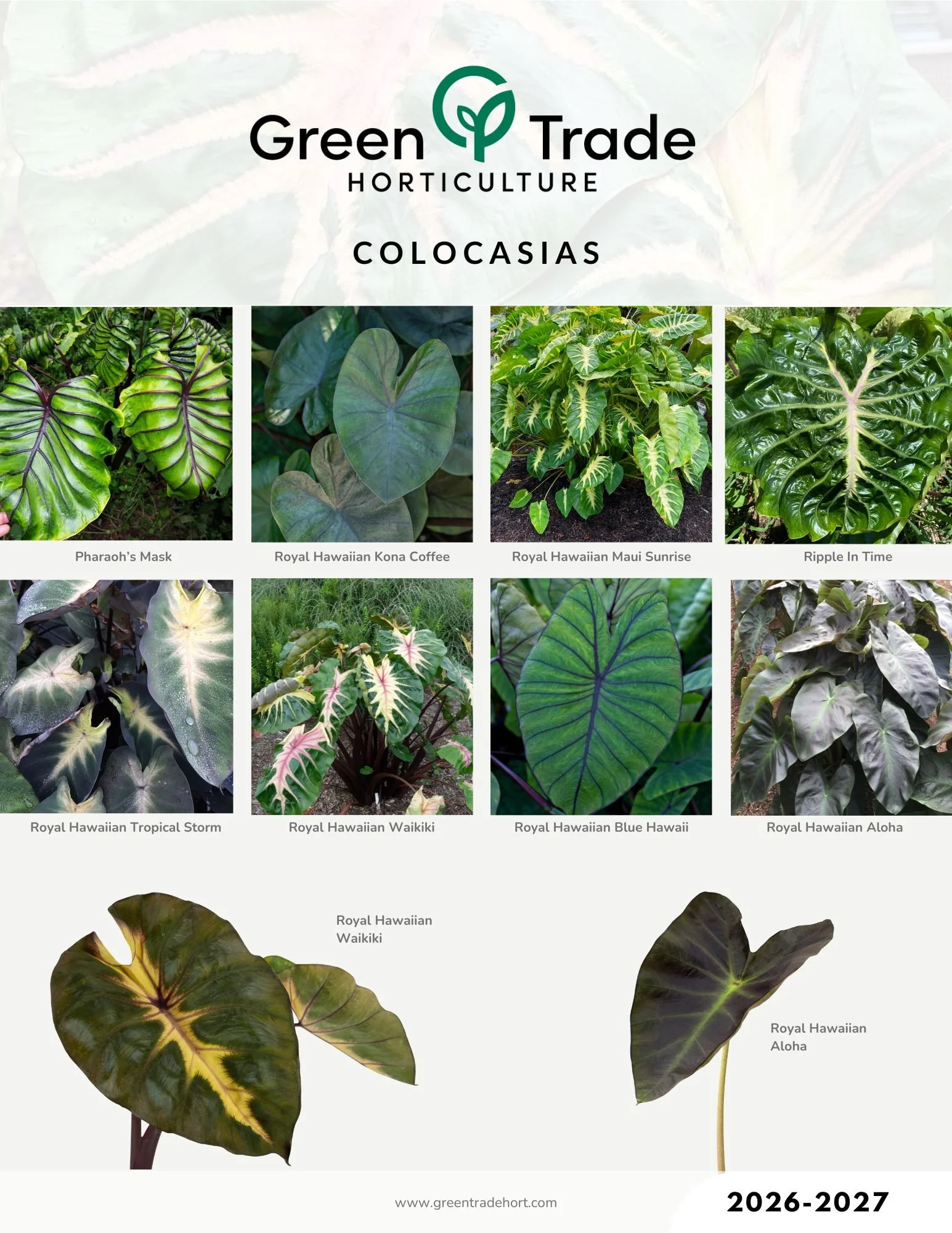 2026-2027 Colocasias Page 3.jpg