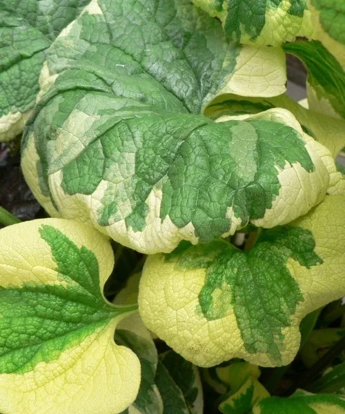 brunnera-hadspen-cream.webp