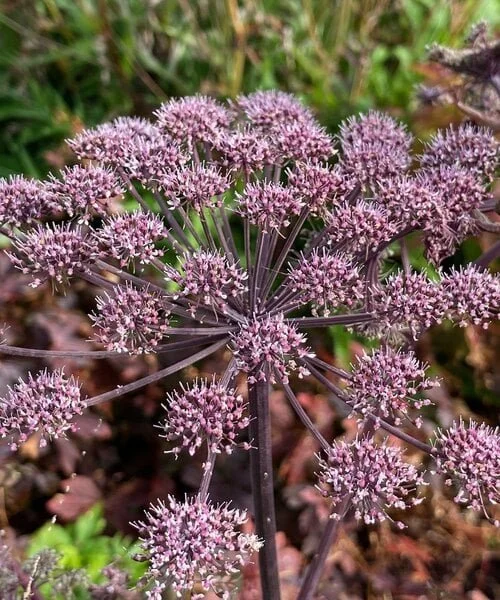 angelica-sylvestris-vicars-mead.jpg