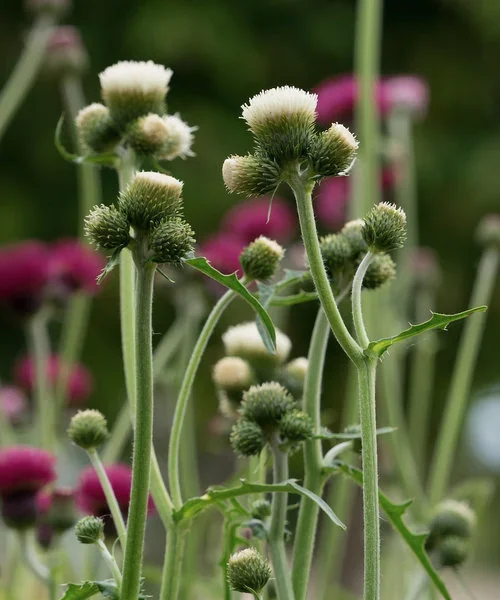 cirsium-frosted-magic.webp