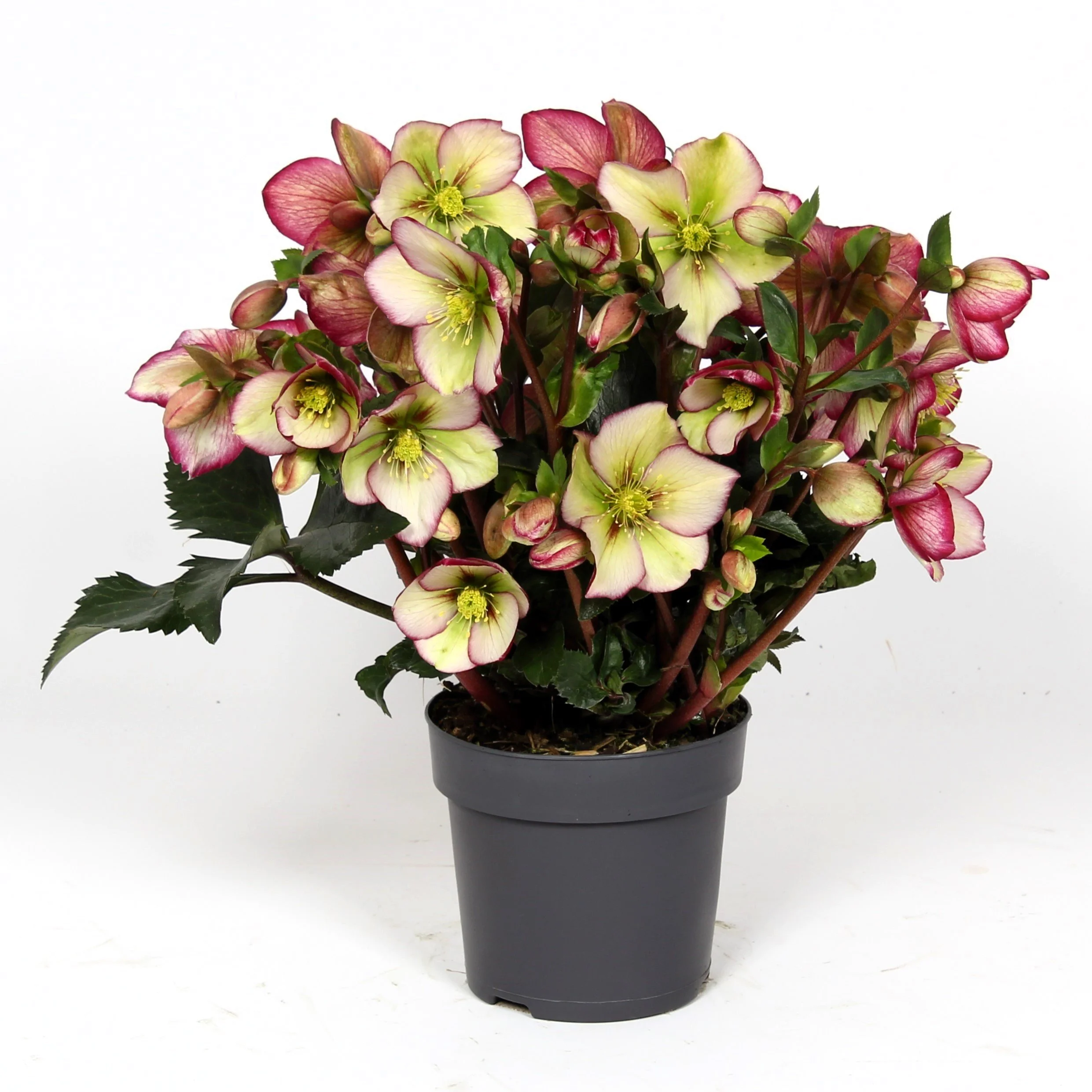 Helleborus Winter Sparkle Picotee