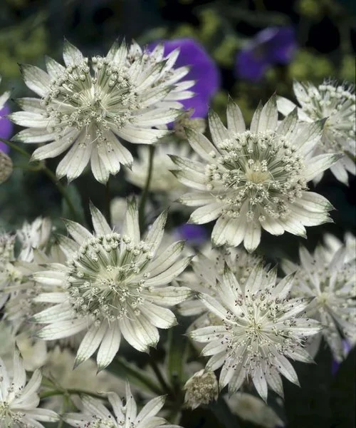 astrantia-snow-star.webp