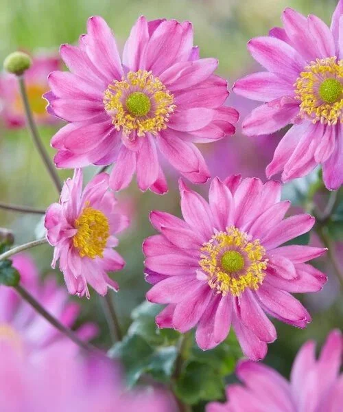 Anemone Pamina
