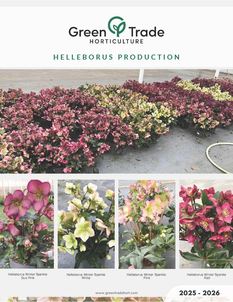 Helleborus Production