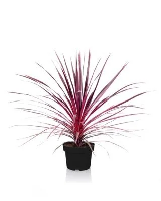 Cordyline Charlie Boy White Background.jpg