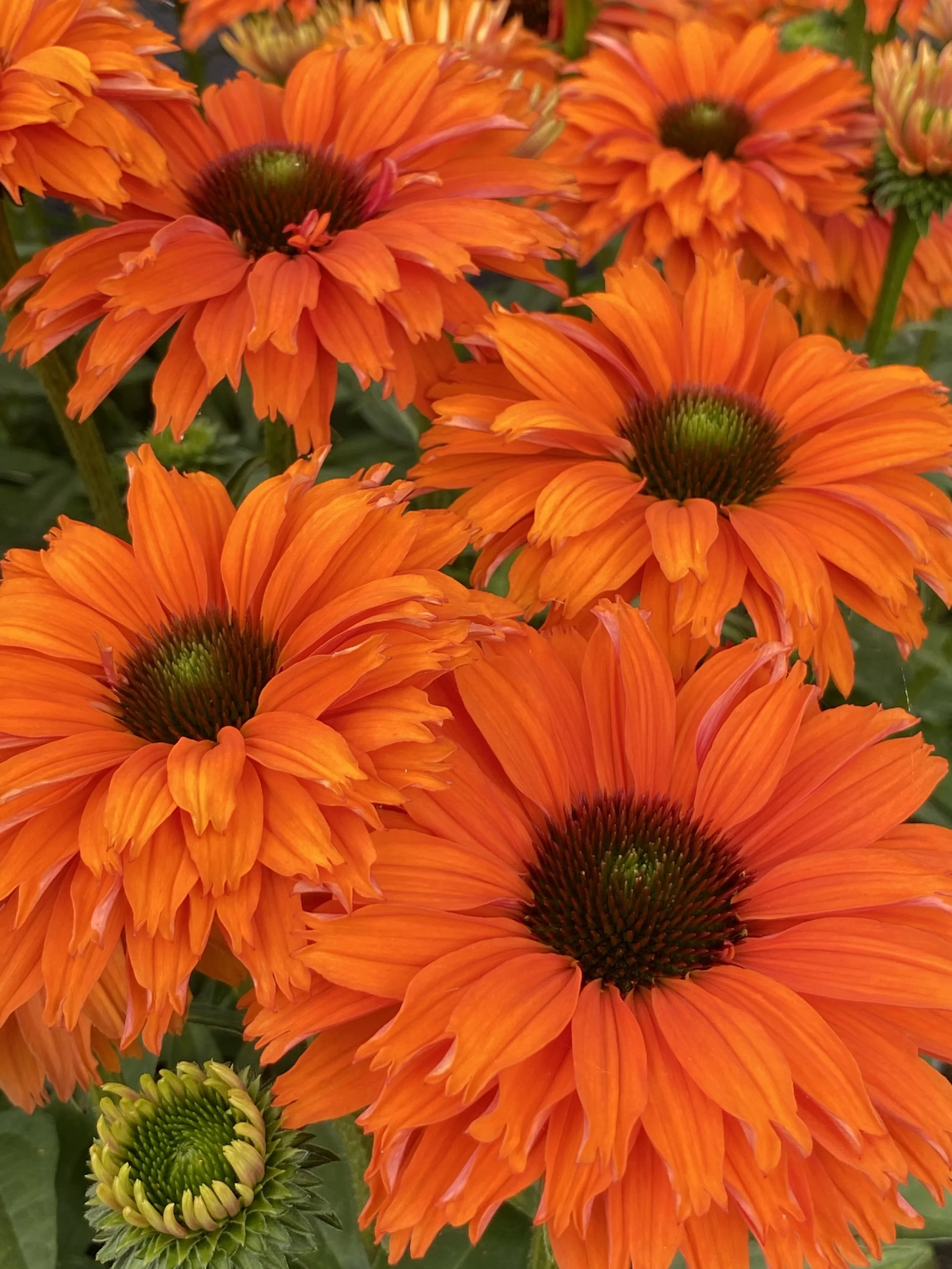 Echinacea SunSeekers Mineola - CU.JPG
