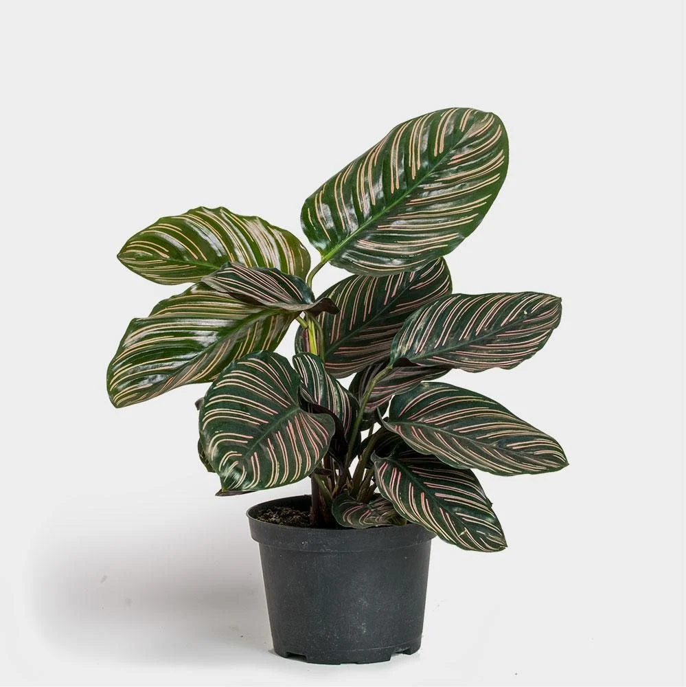 Calathea Ornata