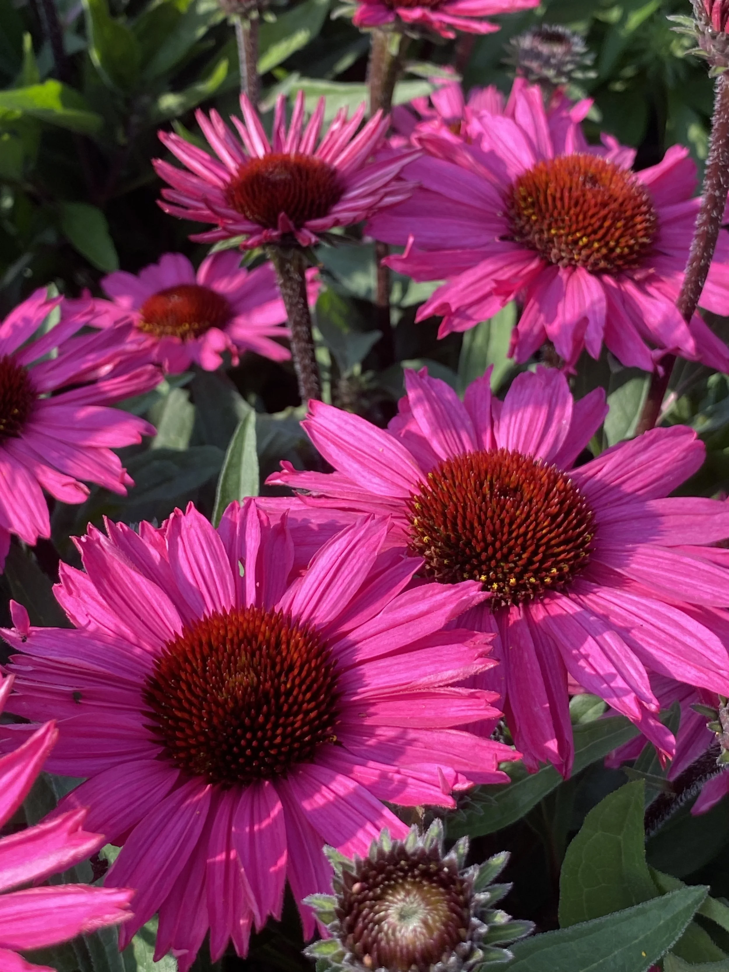 Echinacea SunSeekers Purplelicious cu.jpg