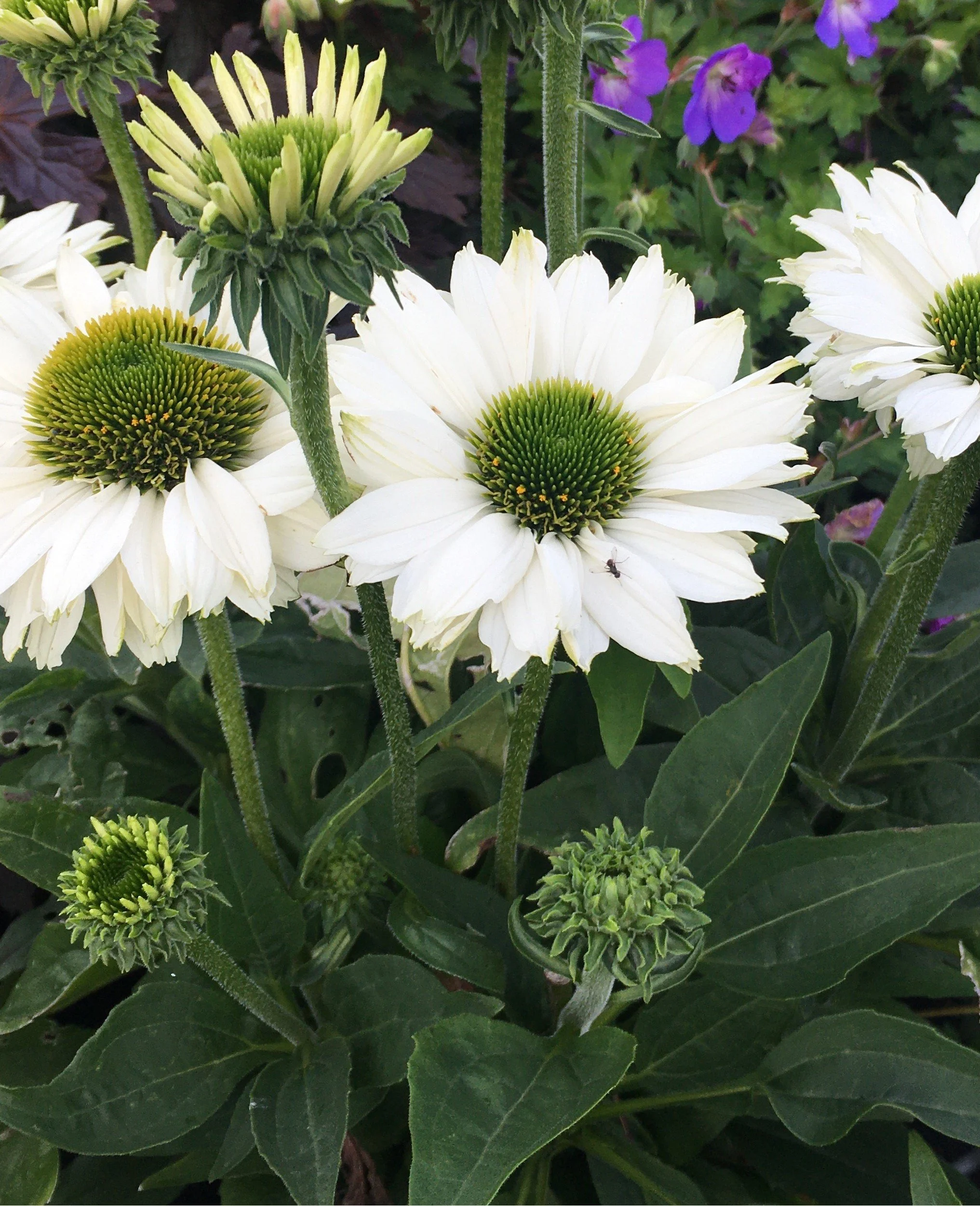 Echinacea SunSeekers White Beauty.jpg