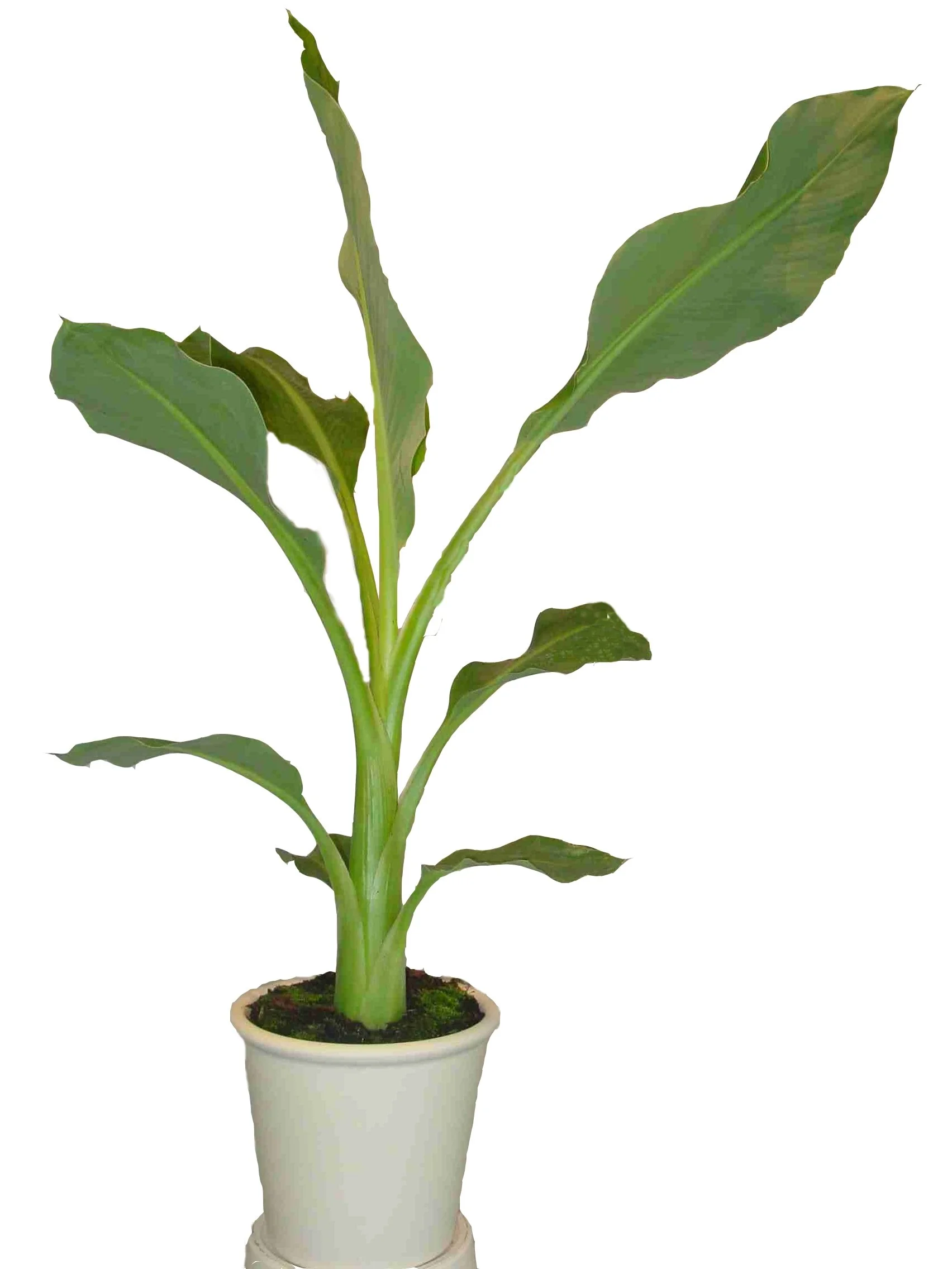 LD Musella Lasiocarpa wit (1).JPG