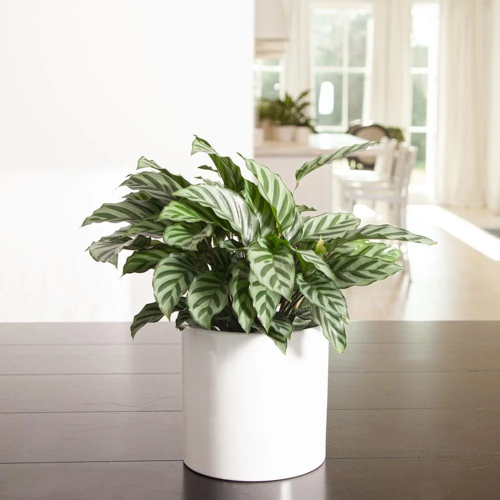 Calathea Freddy