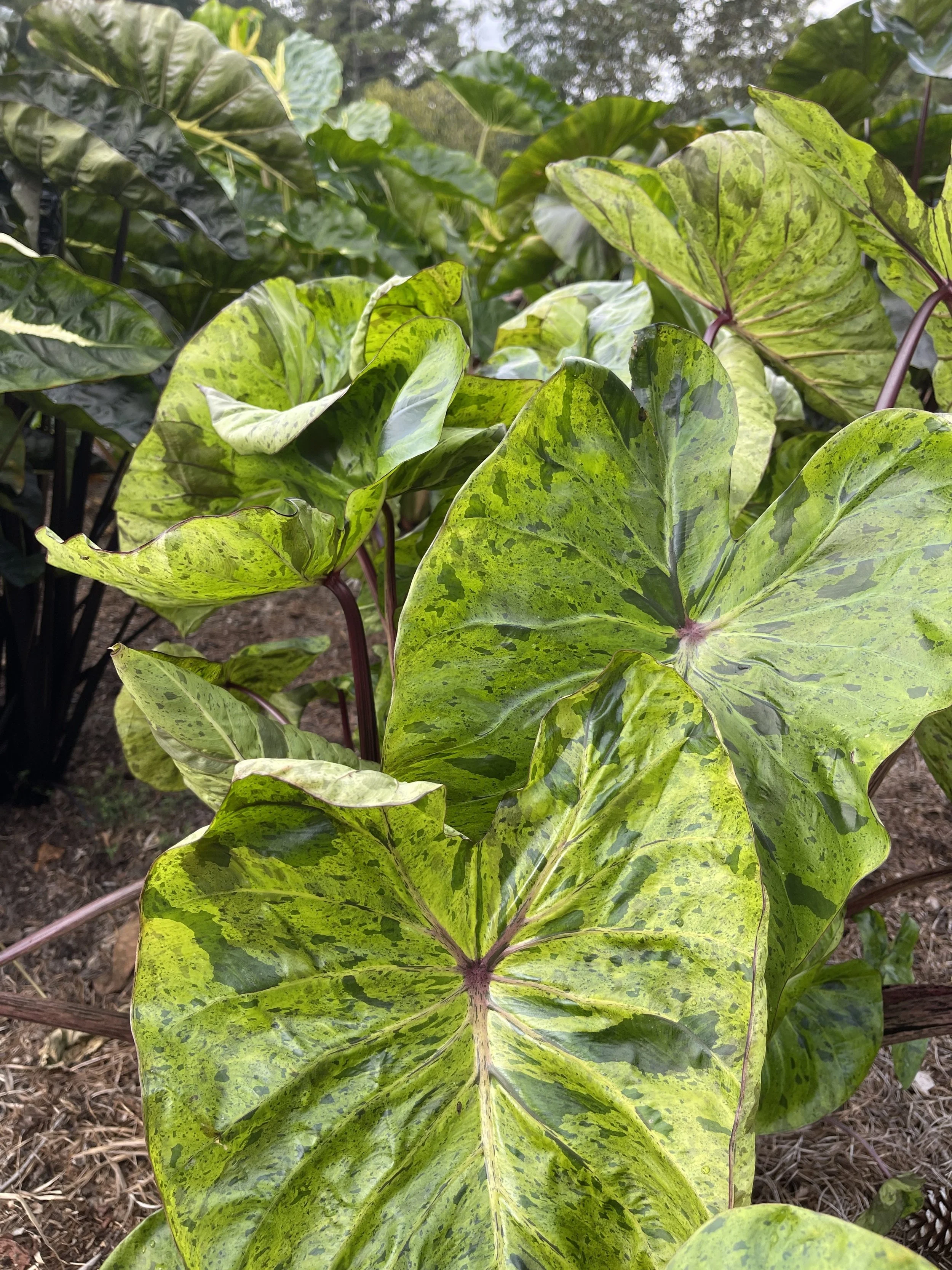 Colocasia Royal Hawaiian Tropical Paradise Outside.jpg