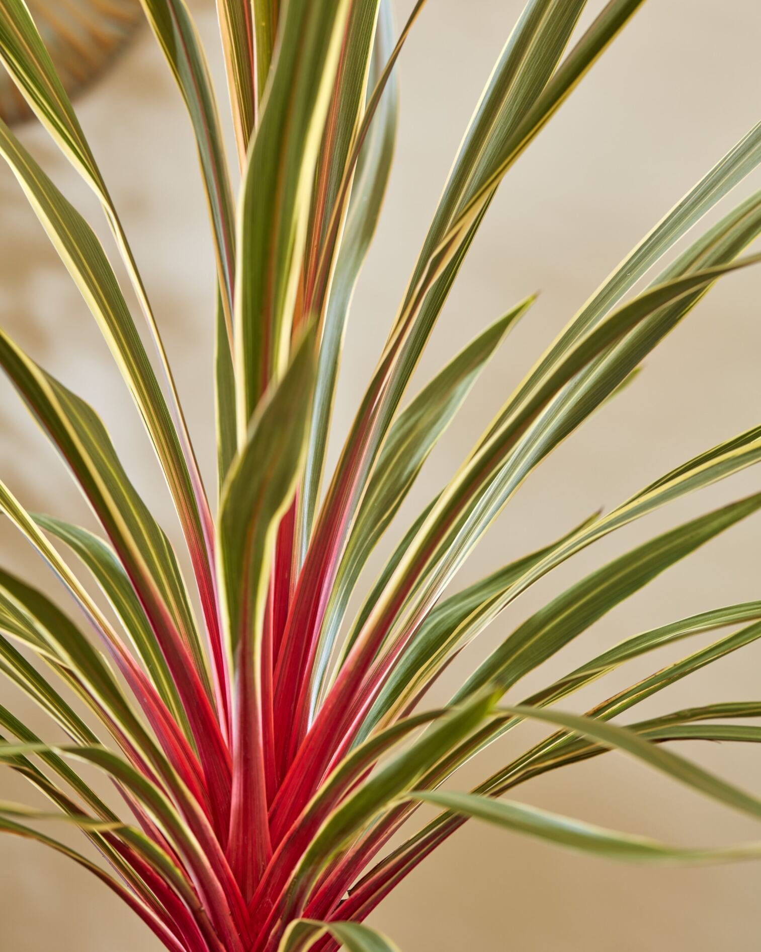 Cordyline Magic Star.jpg
