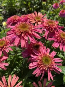 Echinacea Delicious Strawberry Photo.jpeg
