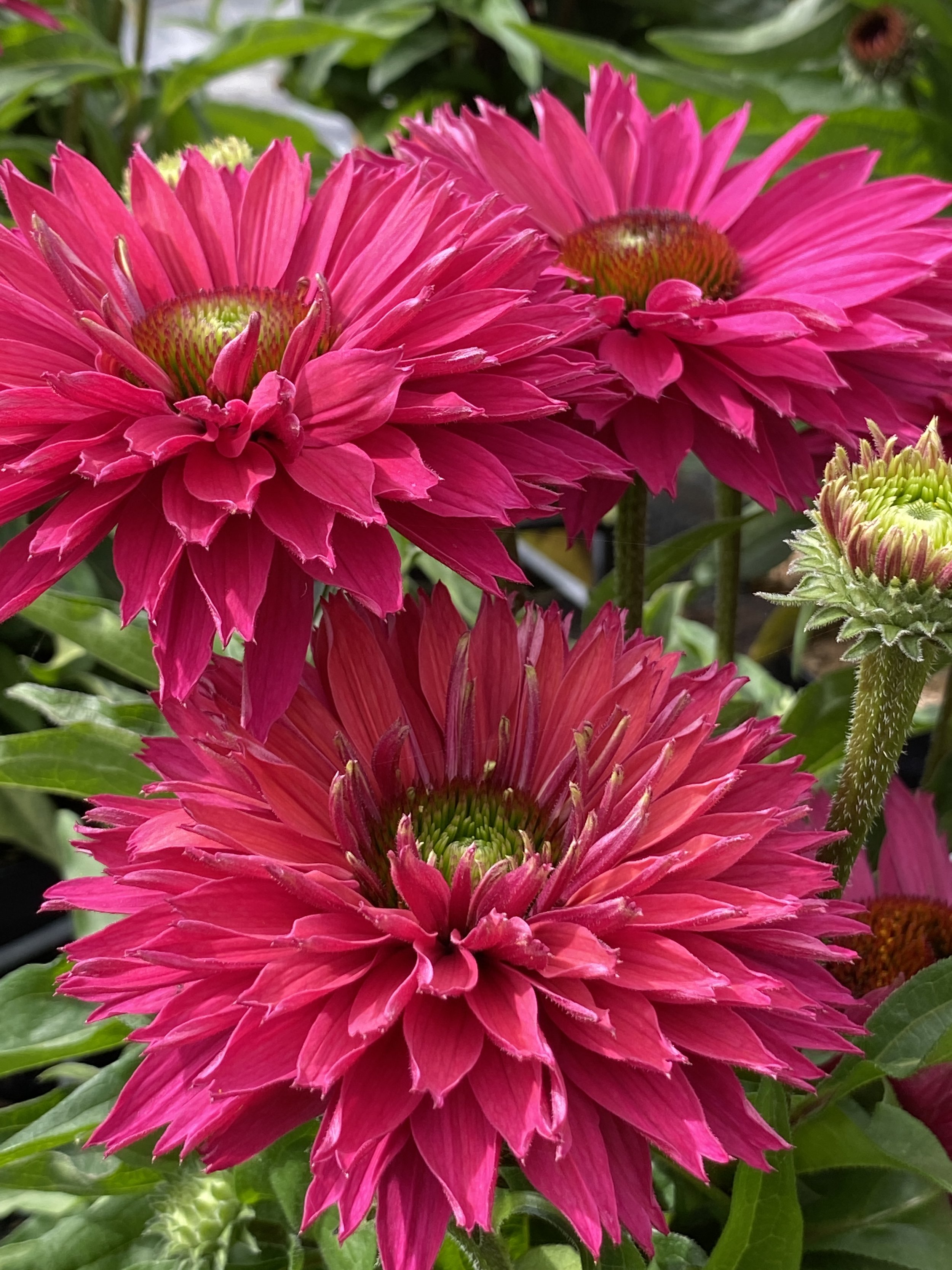 Echinacea SunSeekers Sweet Fuchsia cu2.JPG