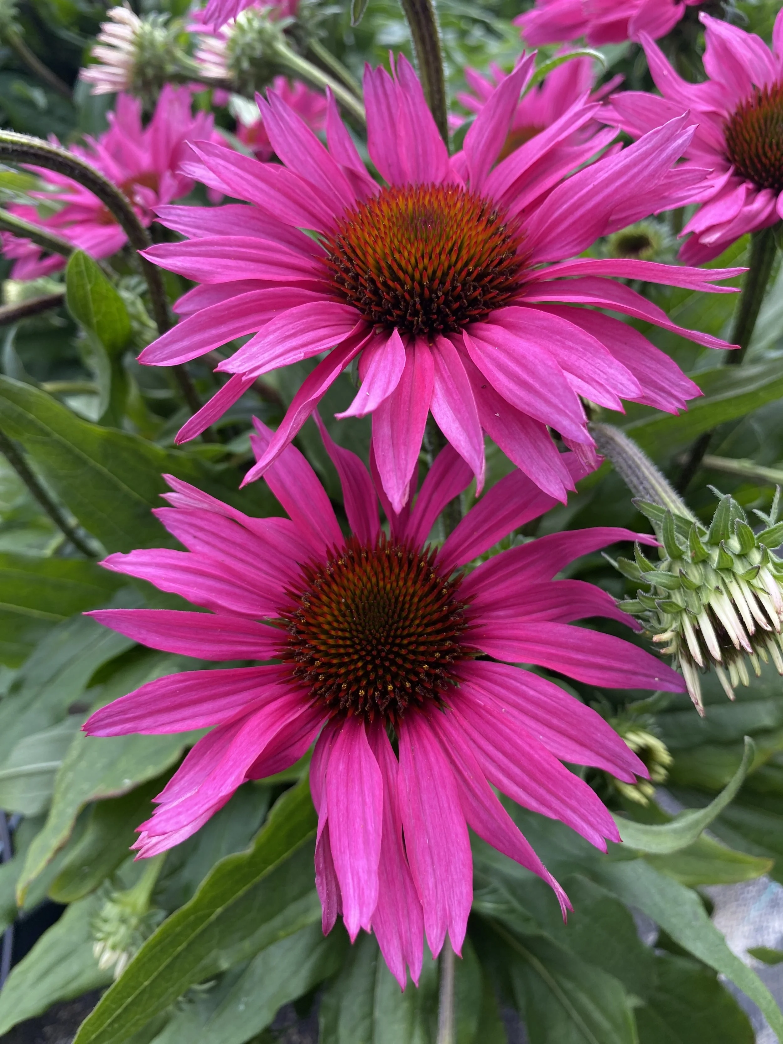Echinacea SunSeekers Rosy cu.jpg