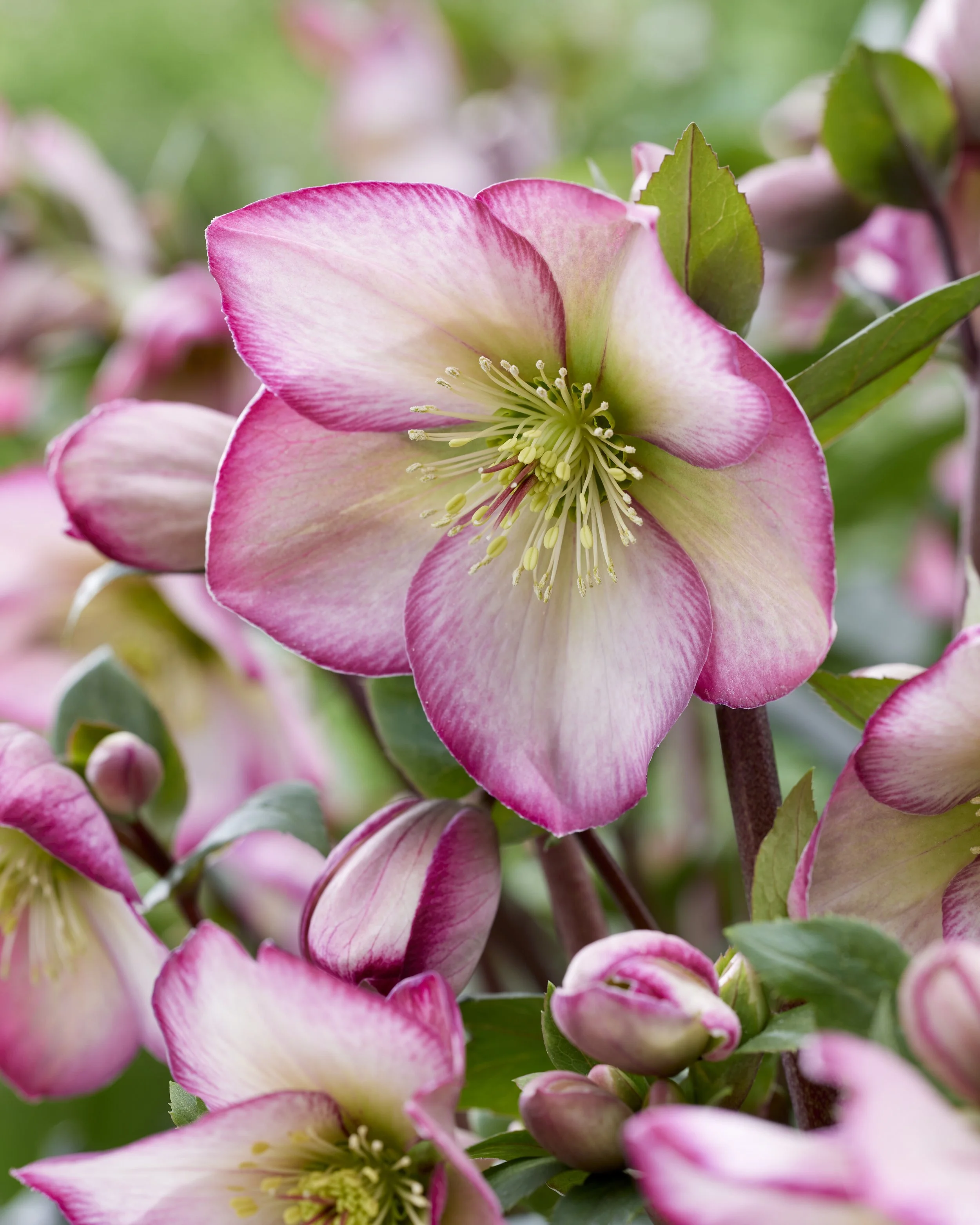 Helleborus Winter Sparkle Duo Pink Close Up.jpg