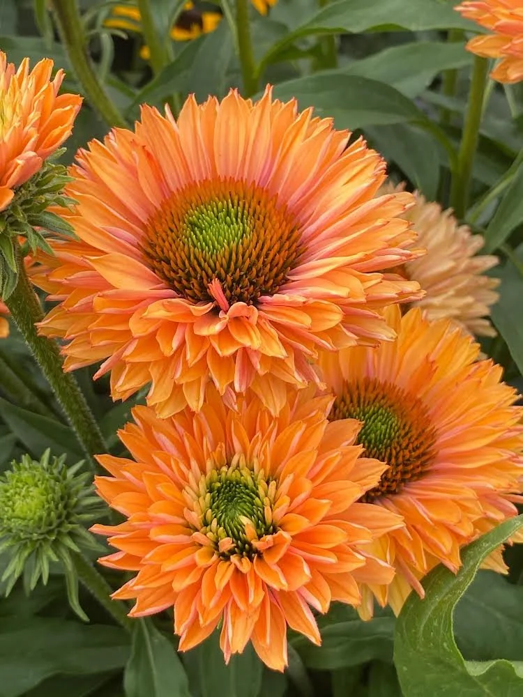 Echinacea Sunseekers Pumpkin Pie.jpeg