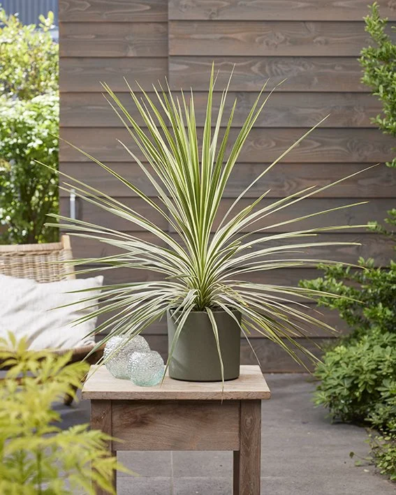 Cordyline Lime Passion Potted.jpg