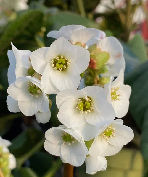 bergenia-jelle.webp