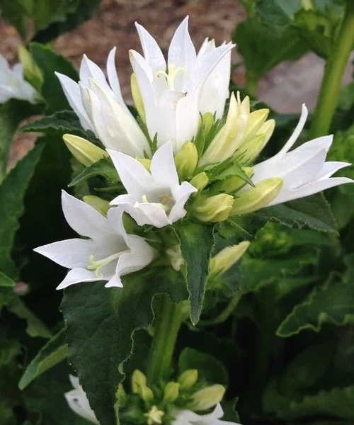campanula-genti-white.webp