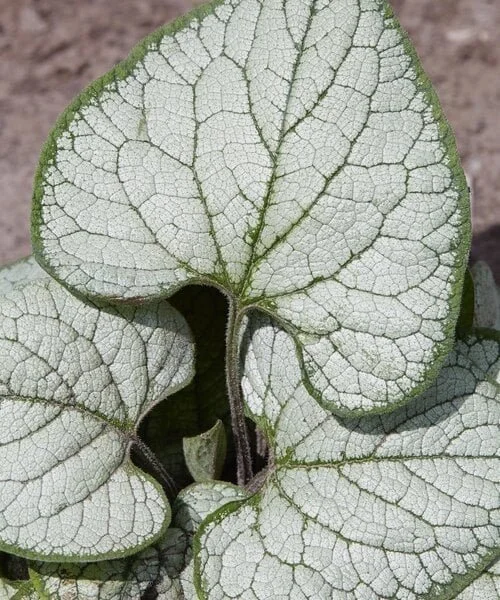brunnera-silver-heart.jpg