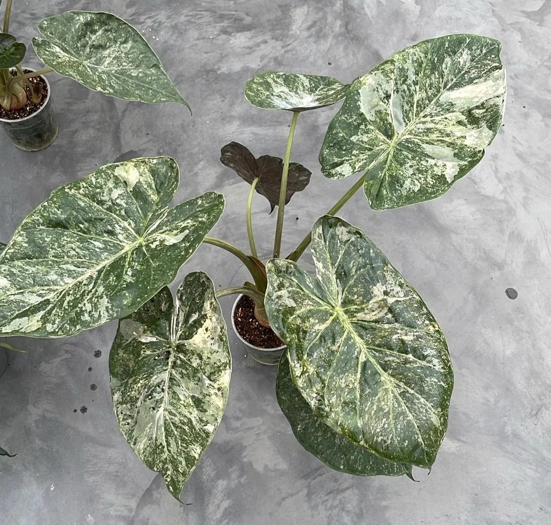 Alocasia wentii