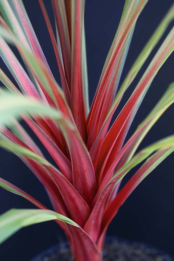 Cordyline Red Heart Close Up.jpg