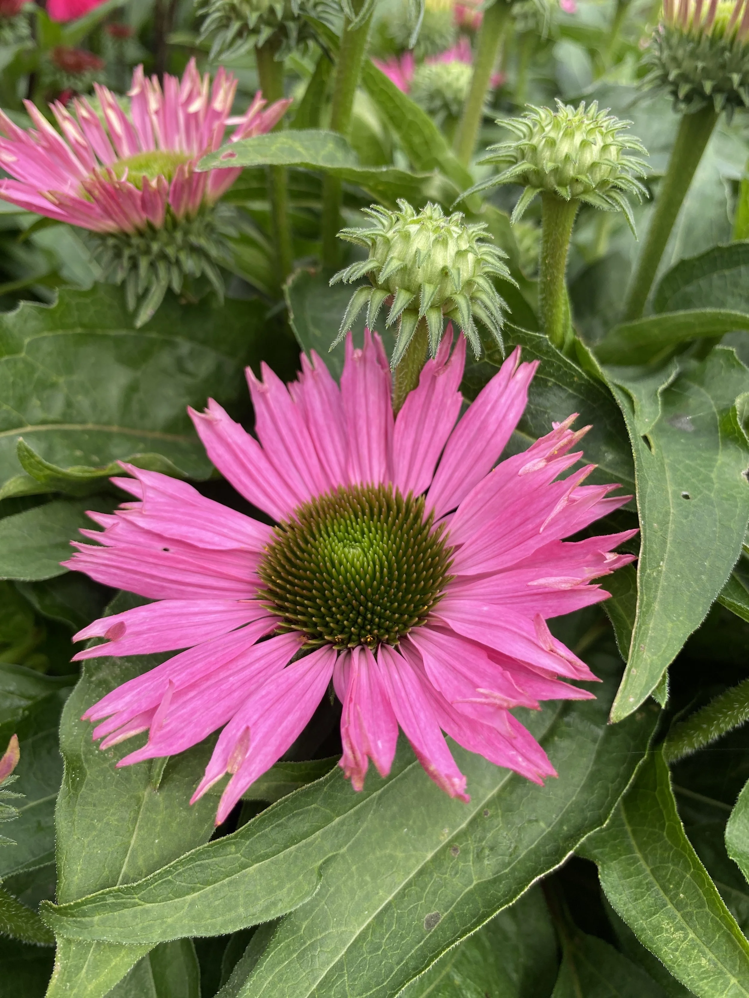 Echinacea SunSeekers Bubblelicous cu1.jpg