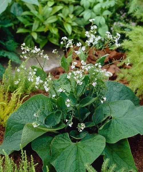 brunnera-betty-bowring.jpg