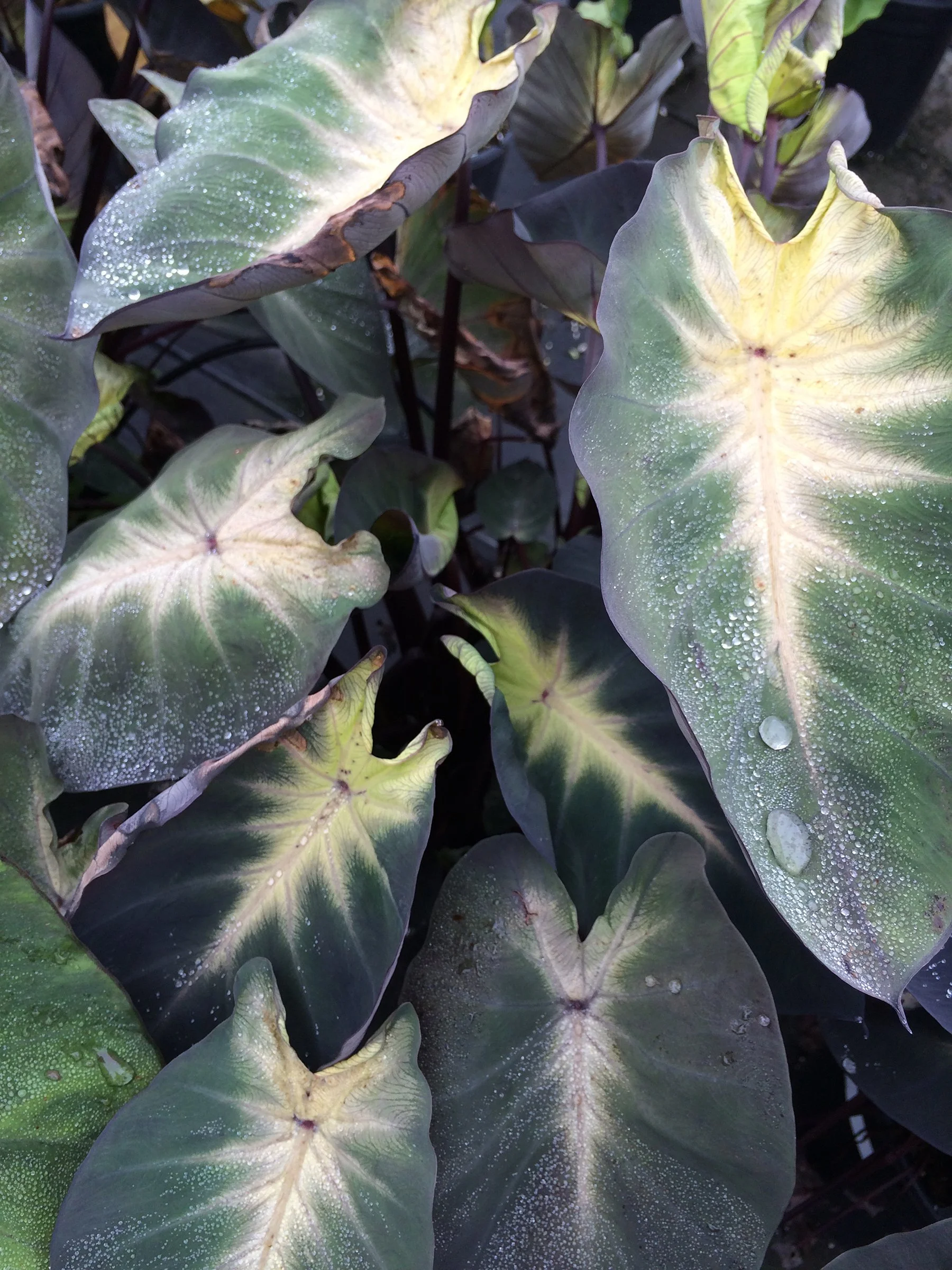 Colocasia Royal Hawaiian Tropical Storm.jpg