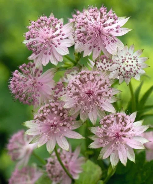 astrantia-buckland.webp
