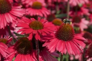 Echinacea Sensation Pink.jpg