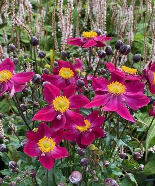 anemone-fantasy-anemone-fantasy-ariel.jpg