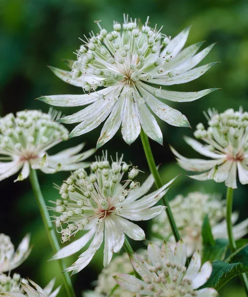 astrantia-shaggy.webp