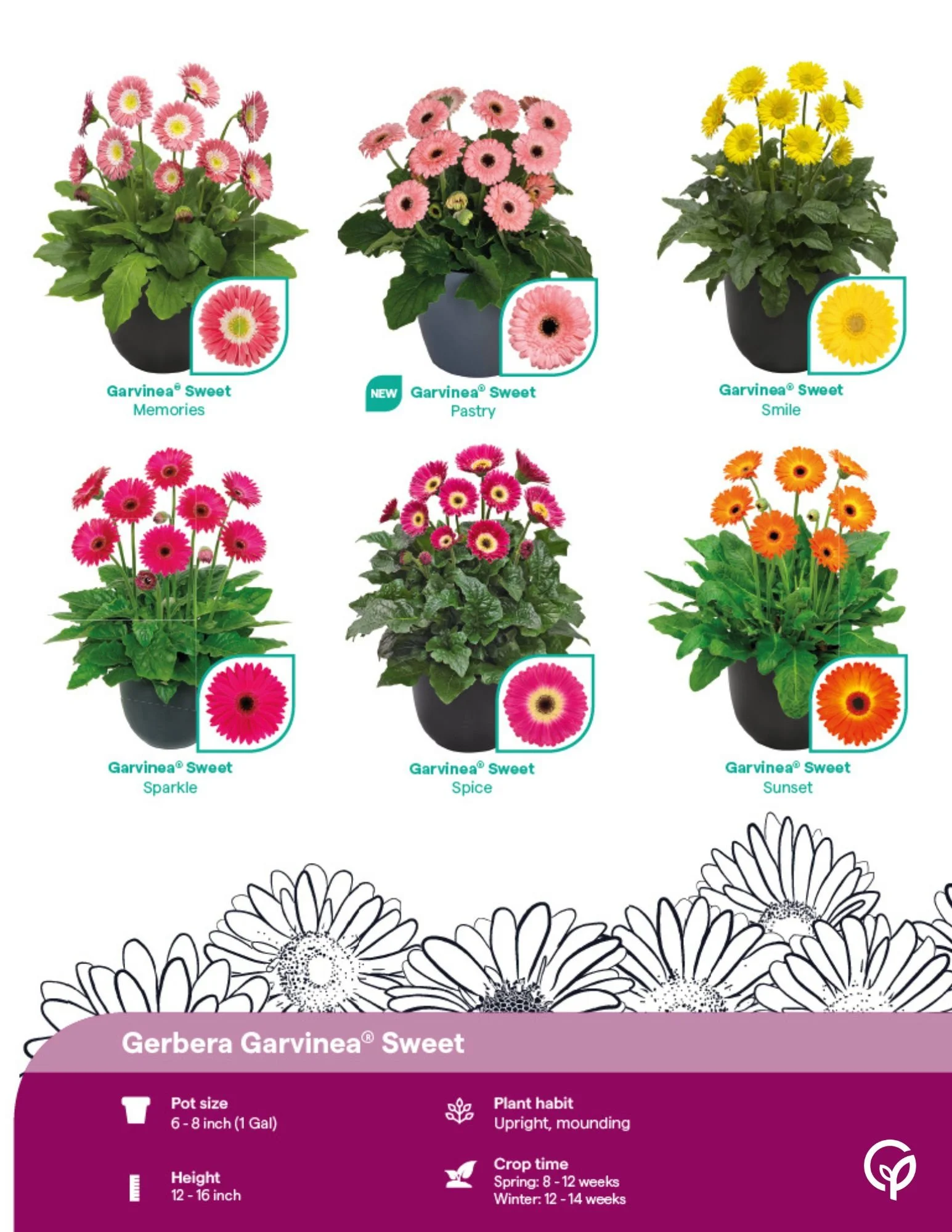 GTH Garvinea Garden Gerbera 2026-2027 Final page 4.jpg