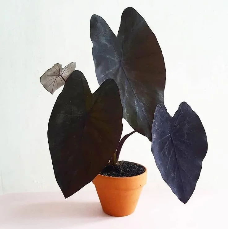 colocasia black magic (1).jpg