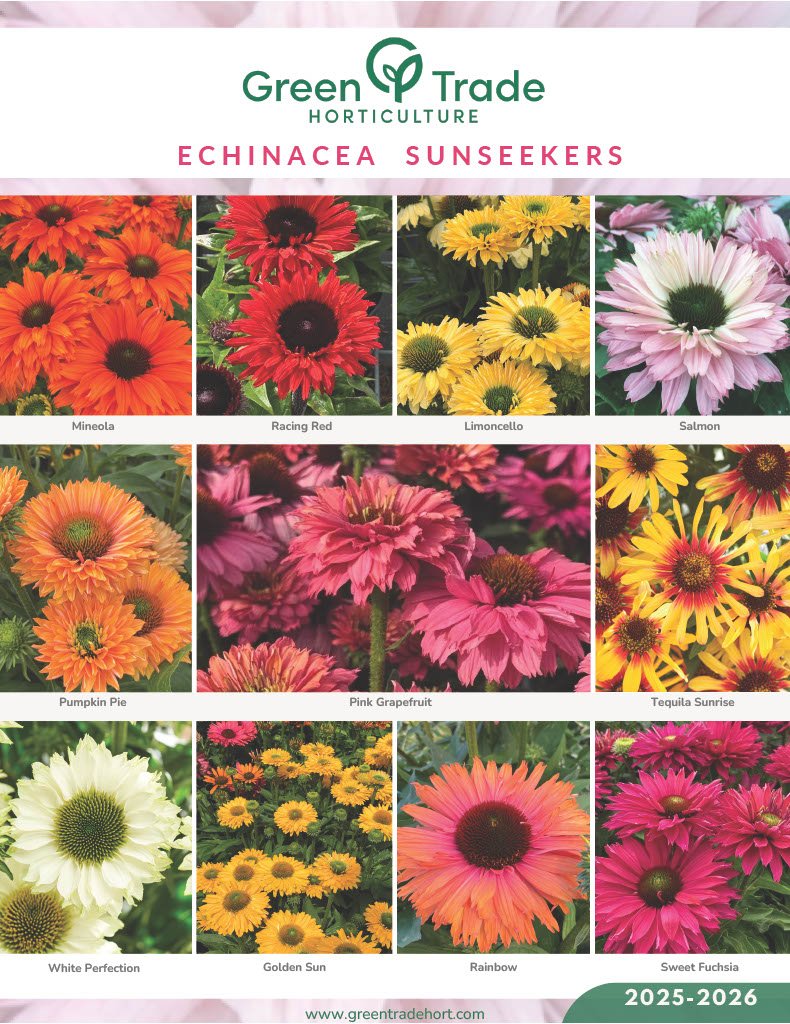 GTH - Echinacea Sunseekers