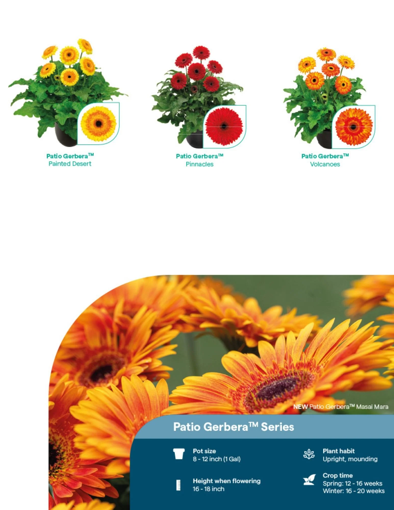 GTH Garvinea Garden Gerbera 2026-2027 Final page 6.jpg