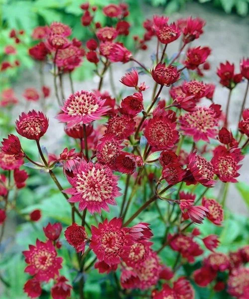 astrantia-claret.webp