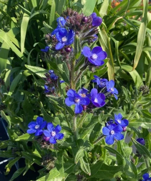 anchusa-feltham-pride.jpg