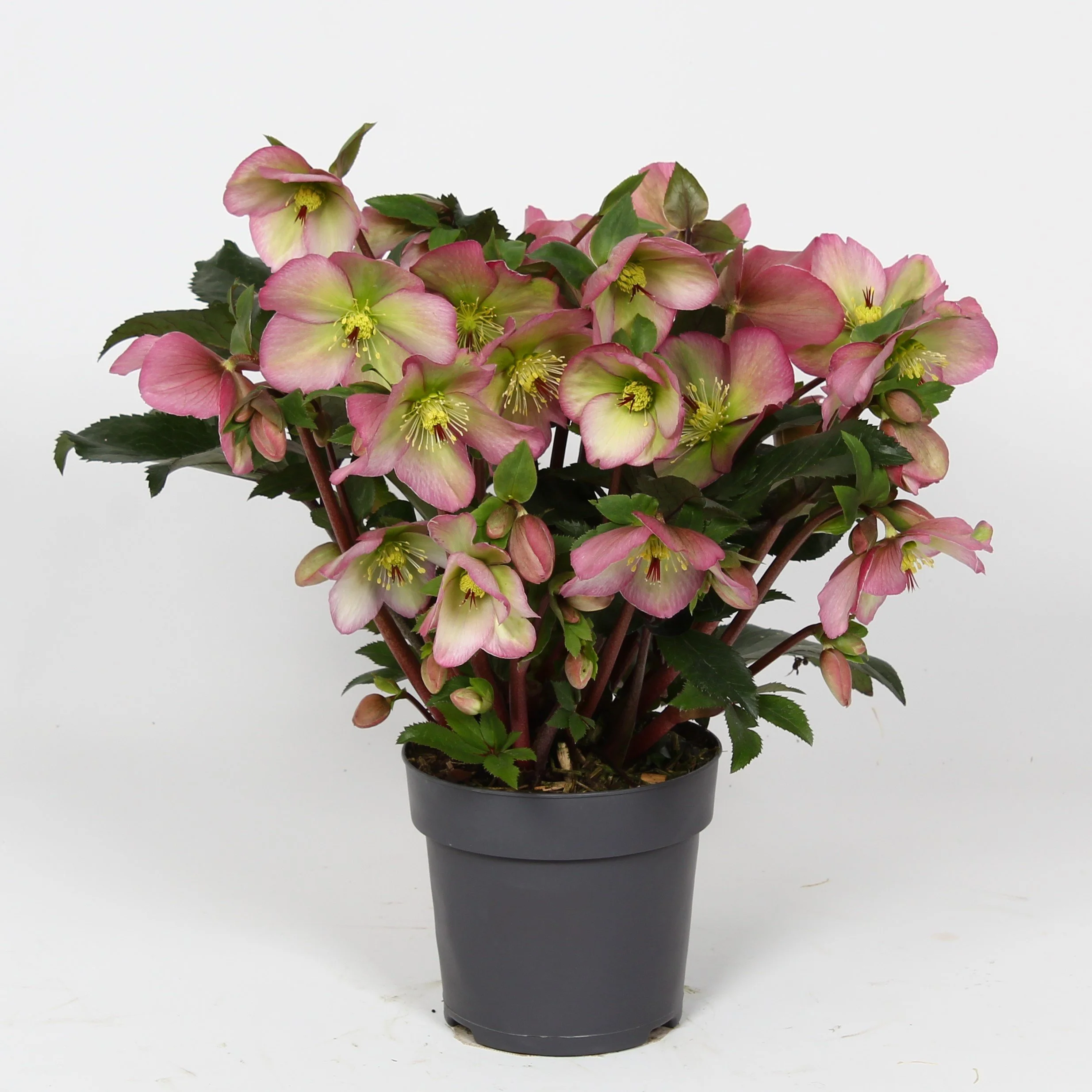 Helleborus Winter Sparkle Pink