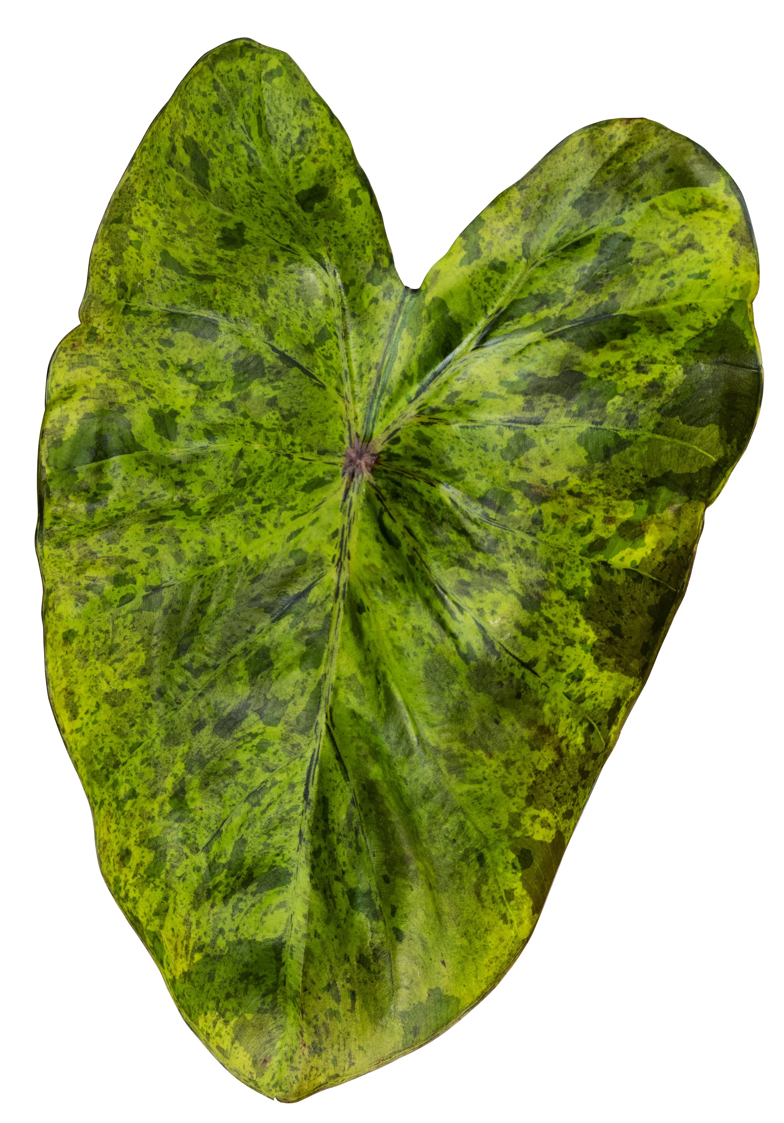 Colocasia Royal Hawaiian Tropical Paradise White Background.jpg