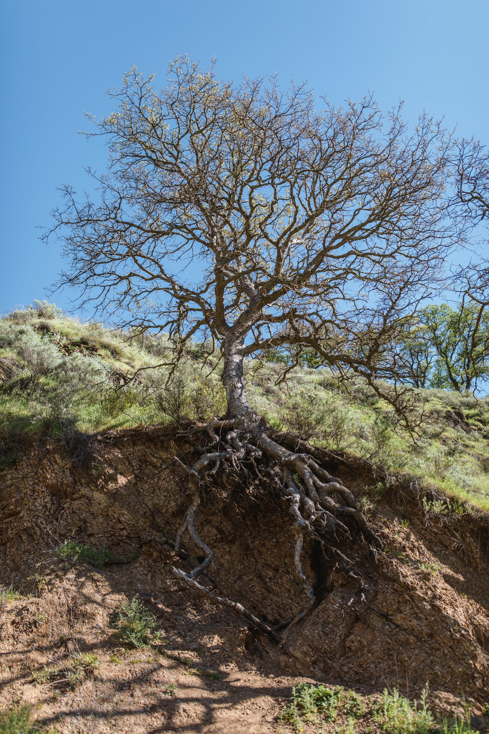 The roots of Addiction: Looking beyond behaviour