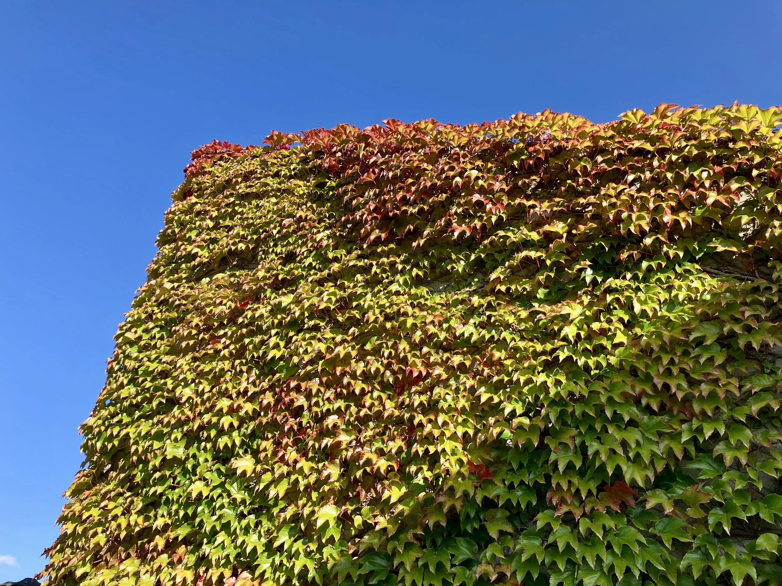 IMG_0981.jpeg