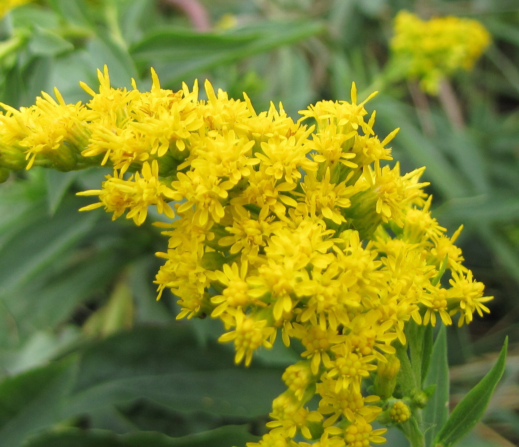 goldenrod flower.jpg