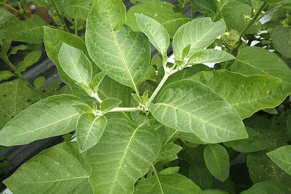 ashwagandha_plant_flower1.jpg