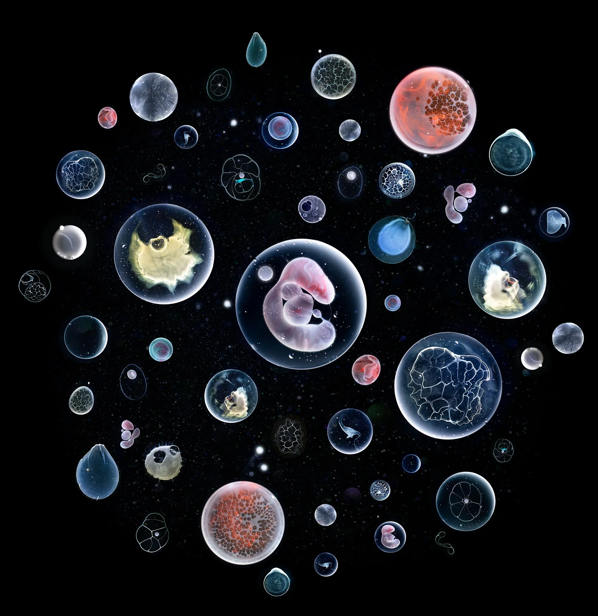 davy evans silica forms web.jpg