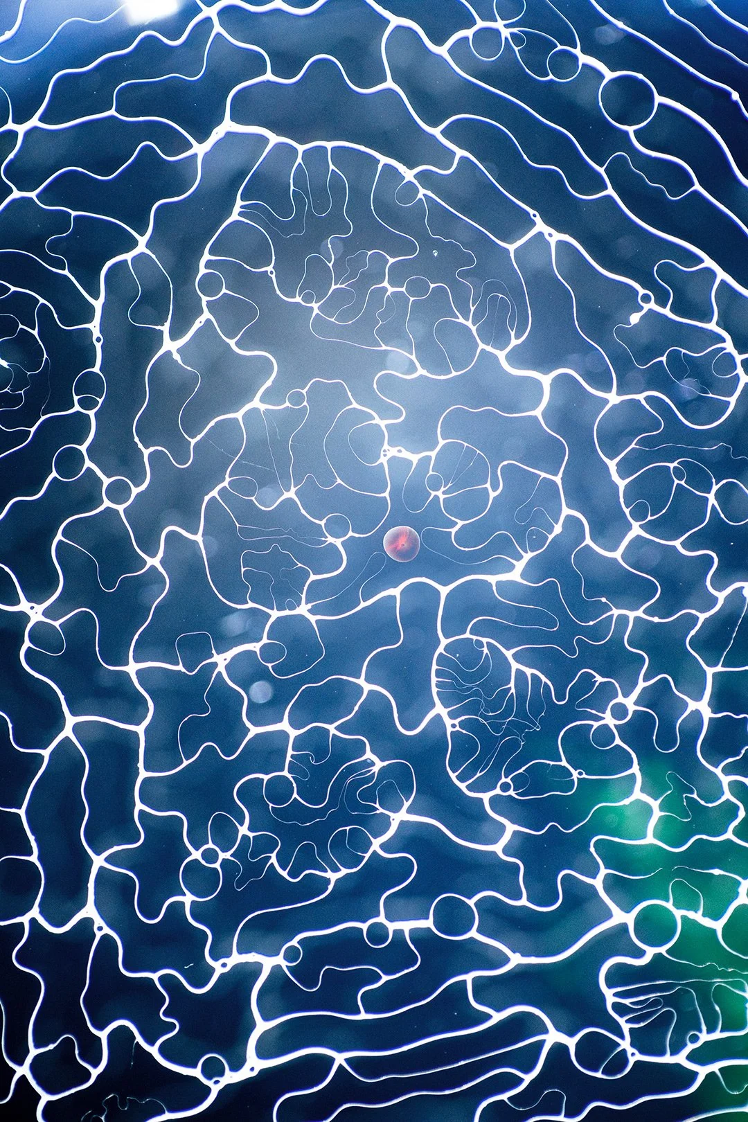 2-davy-evans-photography-absract-1000px.jpg